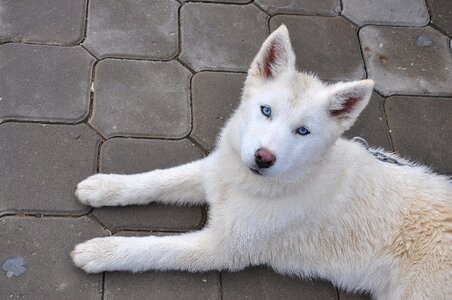 Dogs iditarod white