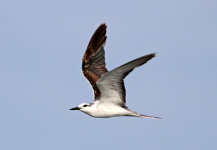 Bridled Tern - Onychoprion anaethetus in flight