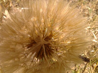 Plant natural blossom