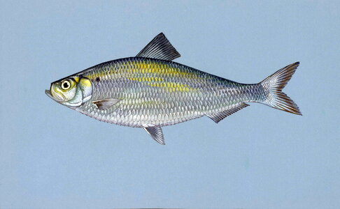 Alewife fish 