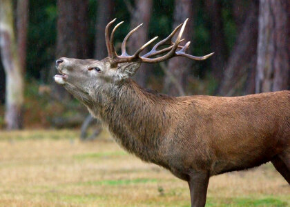Stag Bellowing photo