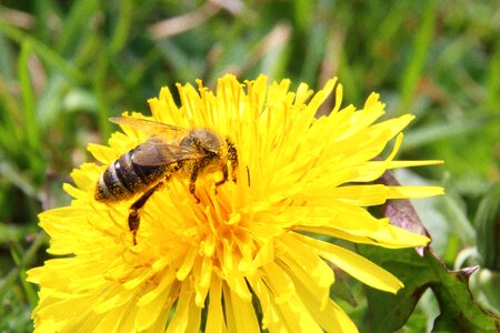 Pollen pollination macro