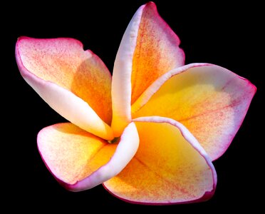 Ornamental flower flower pink