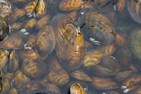 Freshwater mussels-2 photo