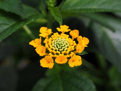 Ornamental plant yellow flower