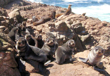 Northern fur seals-1 photo