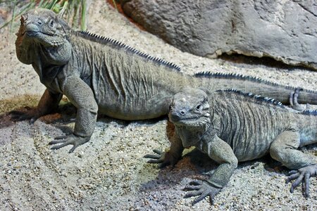 Iguanas reptile nature