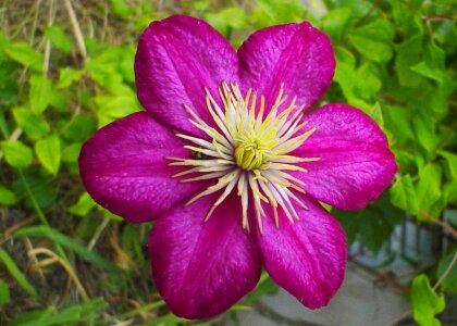 Bloom grass plants red