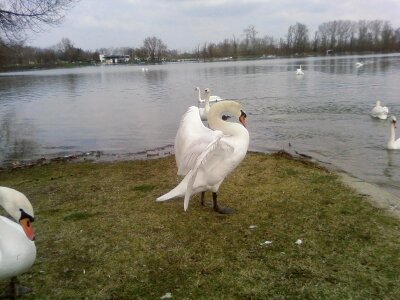 Extension mute swan white photo