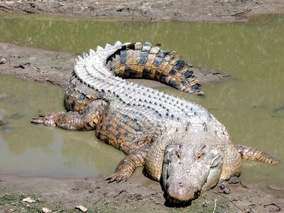 Animal crocodile reptile photo