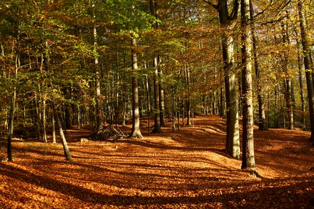 Autumn leaves autumn forest