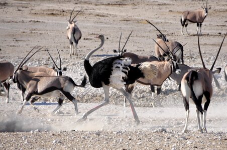Oryx run race photo