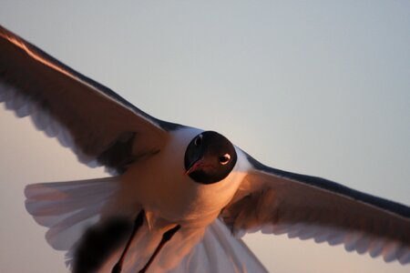 Graceful flying beautiful