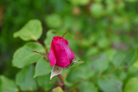 Ecology environment flower garden