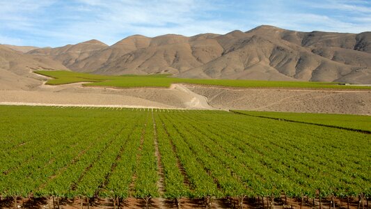 Wine andes landscape