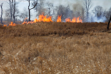 Prescribed Fire-2