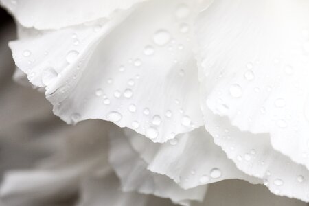 Beautiful Flowers blooming blossom