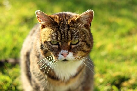 Adorable animal animals