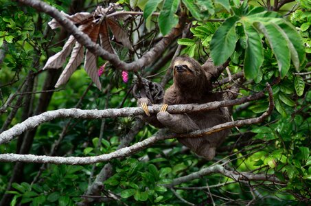 Lazy slow mammal photo