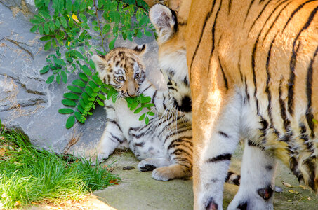 Mother and baby tiger cub photo