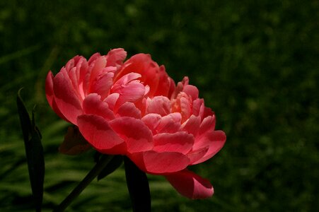 Flower perennial pink photo