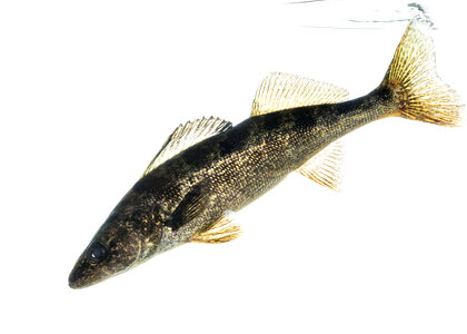 Walleye photo