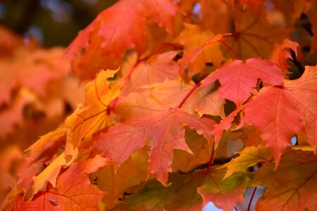 Autumn autumn season branch