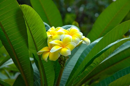 Yellow frangipani plumeria photo