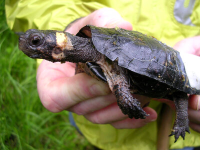 Bog turtle-1 photo
