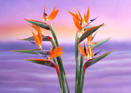 Bird of Paradise flowers isolated on a pastel background. photo