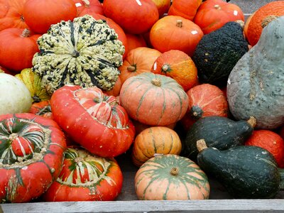 Different kuebissorten bischofsmuetzen