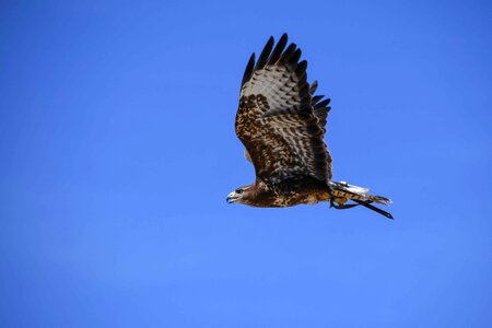 Animal avian beak photo