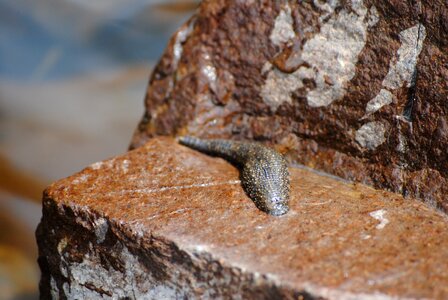 Creature animal wildlife