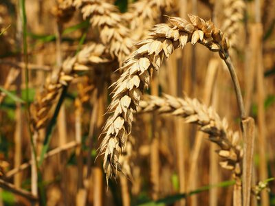 Agricultural agriculture barley photo