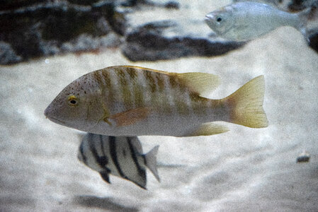 Sand Colored Fish in the tank