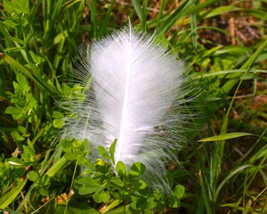 Easily swan grass tickling photo