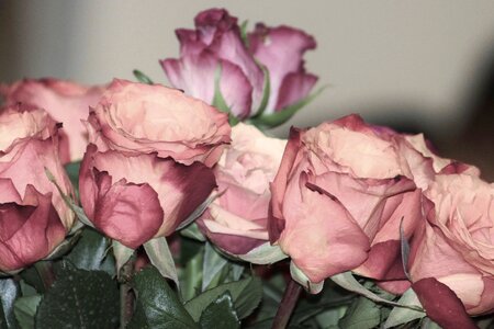Roses pink bouquet photo