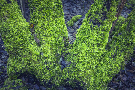 Dead Tree Trunk Moss