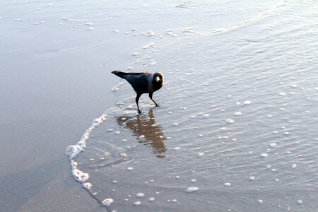 Crow In Beach Waves Water