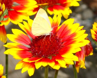 Wing fly floral photo