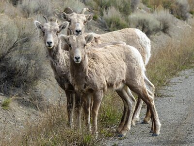 Ovis canadenis animal mammal photo