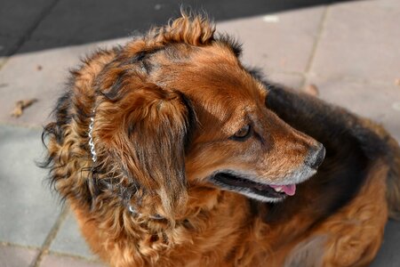 Dog eyelashes eyes photo