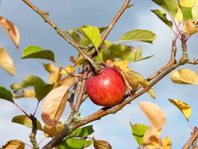 Fruit apple tree october