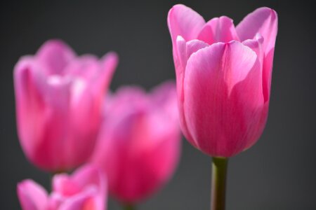 Pink flower schnittblume photo