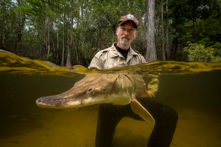 Biologist with gulf sturgeon-2