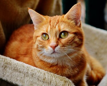 Adorable animal cat