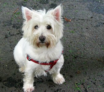 Dog cute white photo