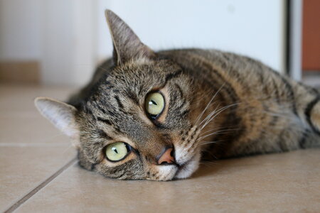 Cute cat lying down