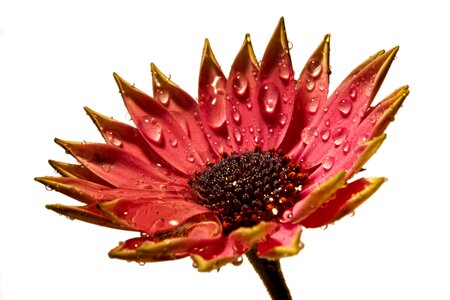 Raindrop macro flower photo