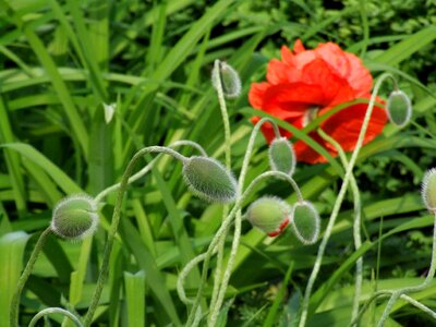 Bloom red green